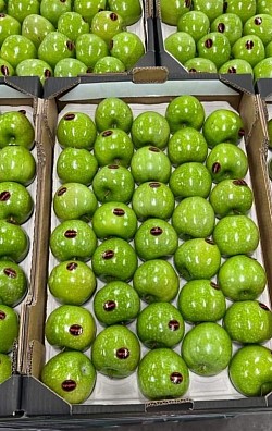 Apples